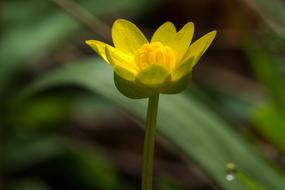 Buttercup Blossom Bloom