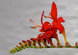Montbretia flower in Garden