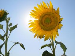 farmer sunflower under the sun