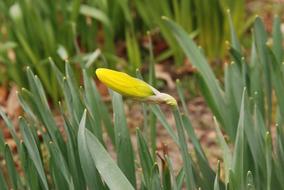Narcis Button Flower