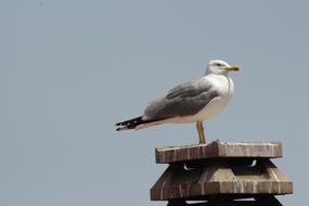 seagull sitting on a stone pillar