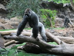 Gorilla Ape Primate