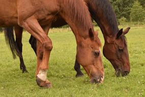 Horses Stallions Brown