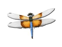 dragonfly skimmer bug drawing