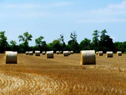hay billets in the field