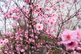 Flower Plum Blossom Red