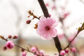 Flower Plum Blossom in garden