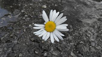 Daisy Flower on rainy pavement