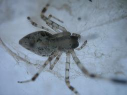 Spider Arachnid Web