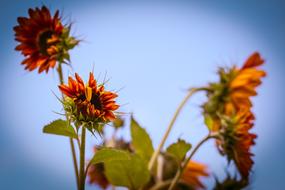 Sunflower Helianthus Annuus