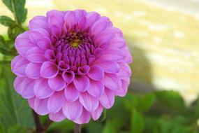 Dahlia Garden Blossom