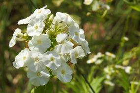 Phlox Garden white Flowers