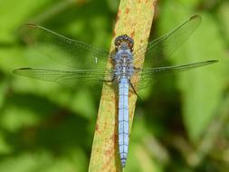 Dragonfly Blue Leaf