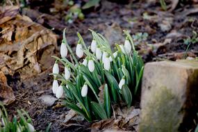 Snowdrops Fresh Spring