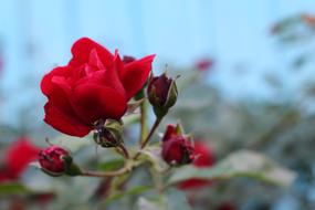 Rose Scarlet Red