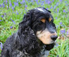 portrait of black Cocker Spaniel outdoor