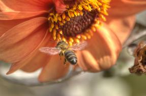 Bee Flower Orange