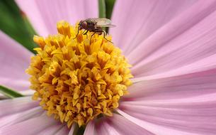 Fly Blossom Bloom Close