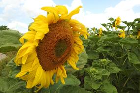 Sunflower Blossom Bloom