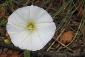white wild beautiful flower