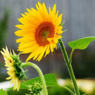 Sunflower Blossom Bloom Flower