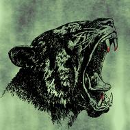 tiger animal wild drawing