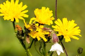 bee on yellow alpine flowers on blurred background