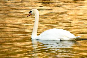 Swan Mute