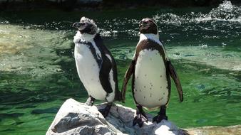 Penguin Zoo Schönbrunn