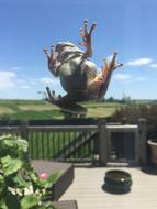 statue of a big funny toad