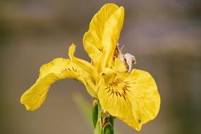 Lily Yellow Iris