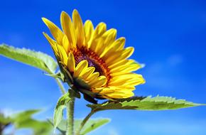 Sunflower Flower and blue sky