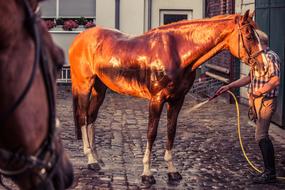 man washes a horse