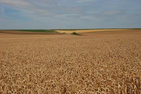 Grain Agriculture Agricultural