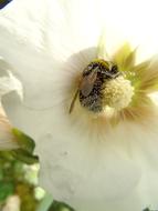 Bine Flower Dust