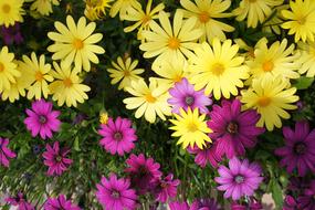 Flower Garden Flowers Purple