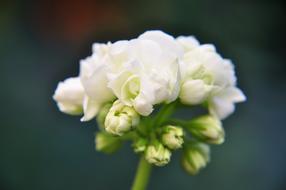 Flower Flowers