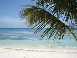 beautiful view of the beach by the ocean with palm trees