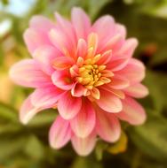 Dahlia Flower Blossom