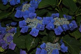 Flower Summer