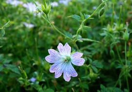 Flower Bloom Garden