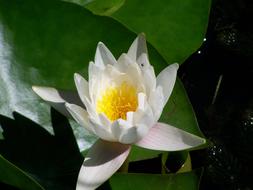 white lily in a pond