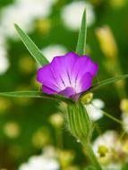 Corn Cockle Wild Flower