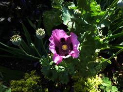 Poppy Blossom Bloom Close