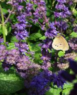 butterfly on purple flowers