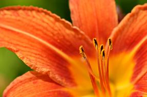 Flower Colors Colorful