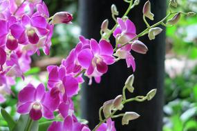 purple flowers on a branch