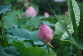 lotus flower in the bush