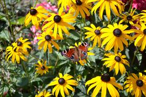 Butterfly Summer Flower Peacock