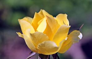 Rose Bloom Yellow